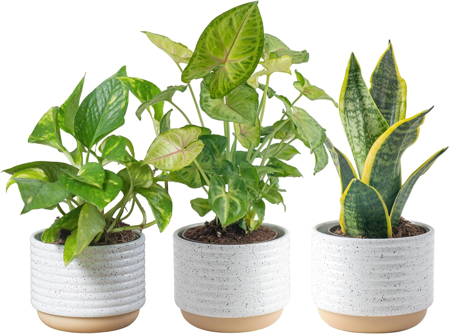 Live Plants (3 Pack), Easy to Grow Real Indoor Houseplants, Air Purifying Plants, Grower'S Choice in Home Décor Indoors Plant Pots, New House Gift or Room Décor