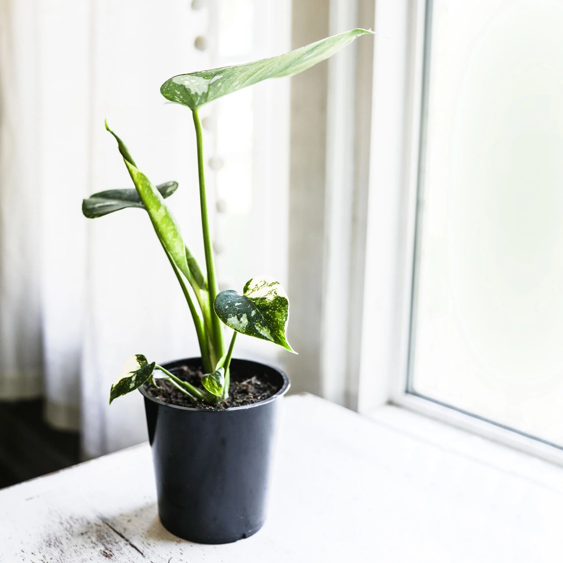 Wild Interiors Thai Constellation Green and Cream Monstera Live Plants in 5” Grower Pot, House Plant, Bright Indirect Light