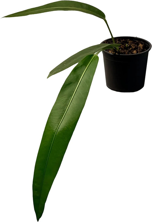 Anthurium SP Morona by  Green Live Indoor Plants|Exotic Houseplants| Live Plants Indoor for Decoration|California Tropical Indoor Houseplant|House Plants Indoors Live