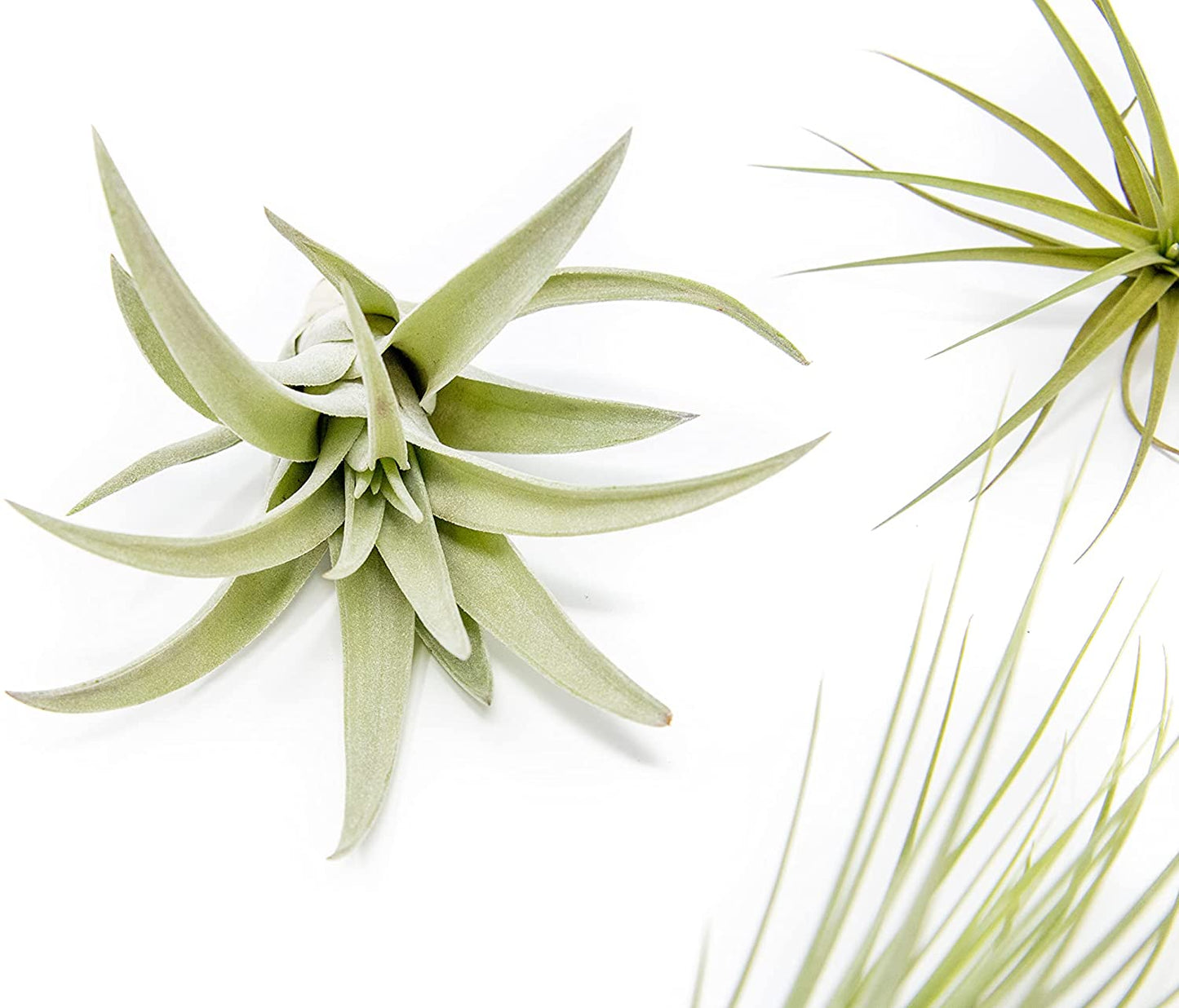 5 Pack of Classic Air Plants Variety - Live Succulent House Plants - Available in Wholesale and Bulk - Home and Garden Decor - Easy Care Indoor and Outdoor Plants