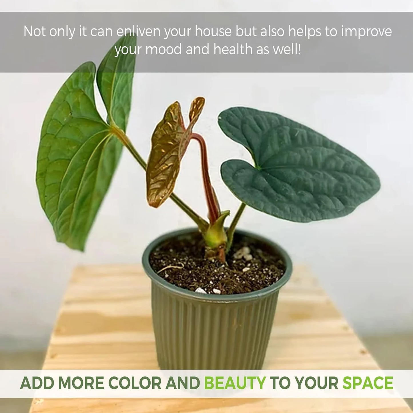 Anthurium Luxurian by  Live Plants| Green Live House Plant for Indoors|Rare and Exotic Indoor Plants for Living Room|Anthuriums Live Plants |Crystallinum House Plant