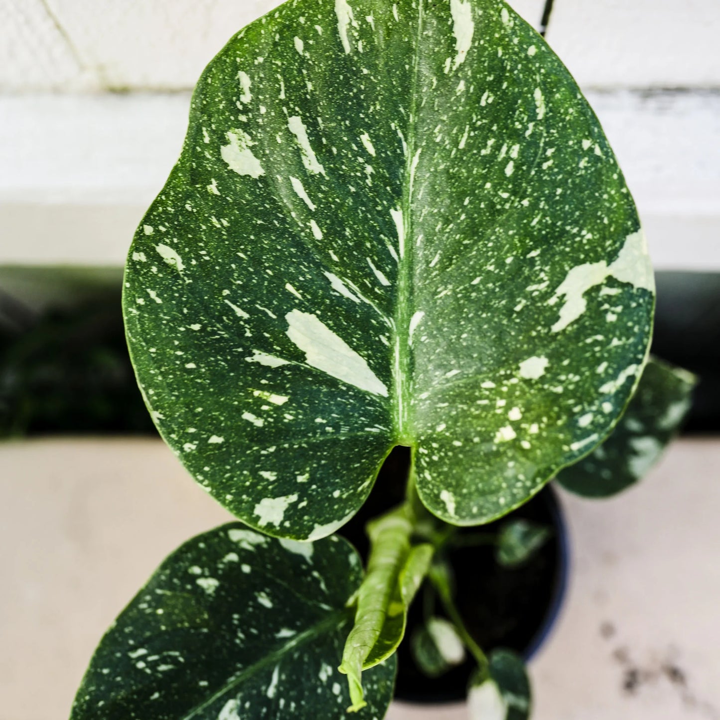 Wild Interiors Thai Constellation Green and Cream Monstera Live Plants in 5” Grower Pot, House Plant, Bright Indirect Light