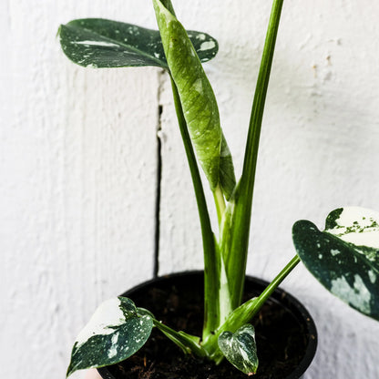 Wild Interiors Thai Constellation Green and Cream Monstera Live Plants in 5” Grower Pot, House Plant, Bright Indirect Light