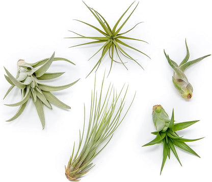 5 Pack of Classic Air Plants Variety - Live Succulent House Plants - Available in Wholesale and Bulk - Home and Garden Decor - Easy Care Indoor and Outdoor Plants