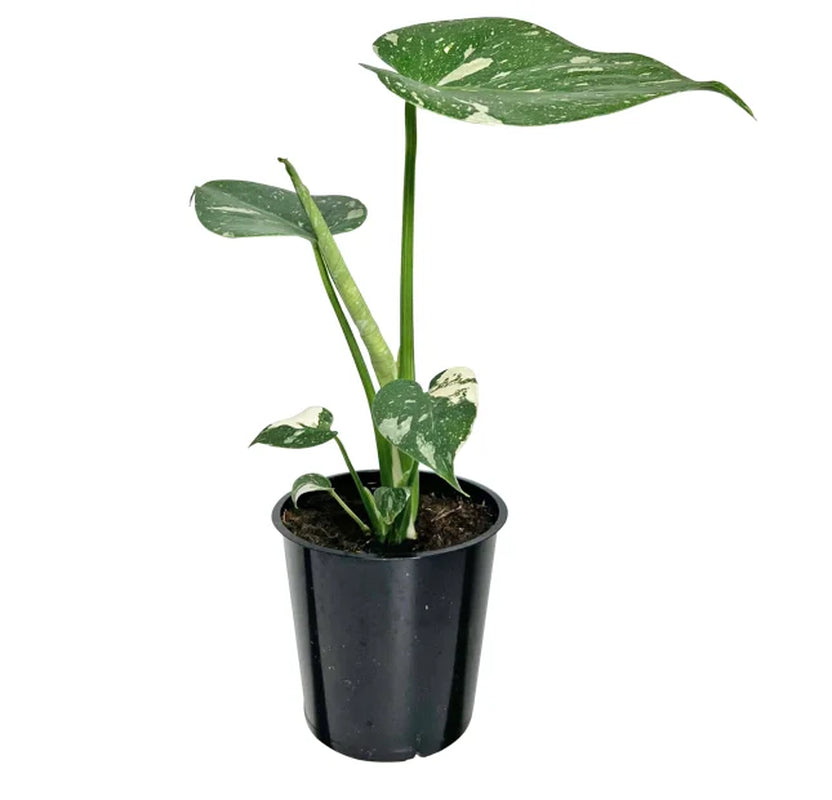 Wild Interiors Thai Constellation Green and Cream Monstera Live Plants in 5” Grower Pot, House Plant, Bright Indirect Light